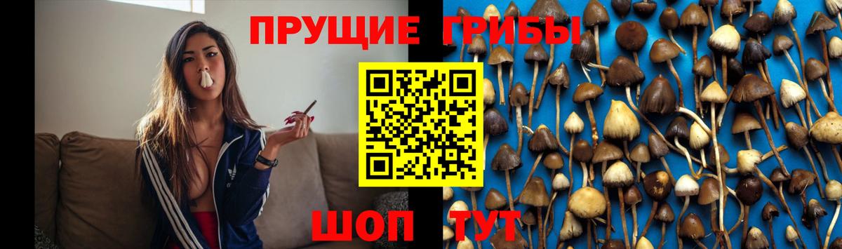 Галлюциногенные грибы Psilocybe  Вход с VPN  Сегежа 